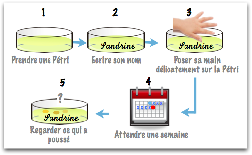Voir les microbes